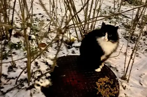 Найденные животные Пушкин, фото: Черно-белая кошка найдена на Захаржевской