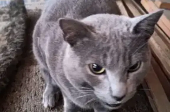 Найдена кошка, Саяногорск, фото: Кошка найдена: 5 Енисейский пер., Саяногорск