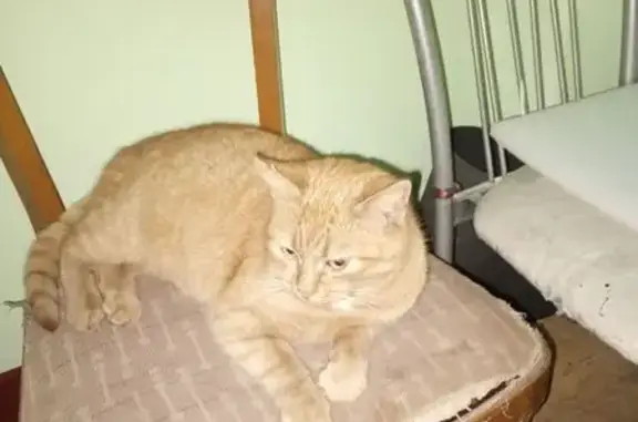 Рыжая кошка найдена в СПб