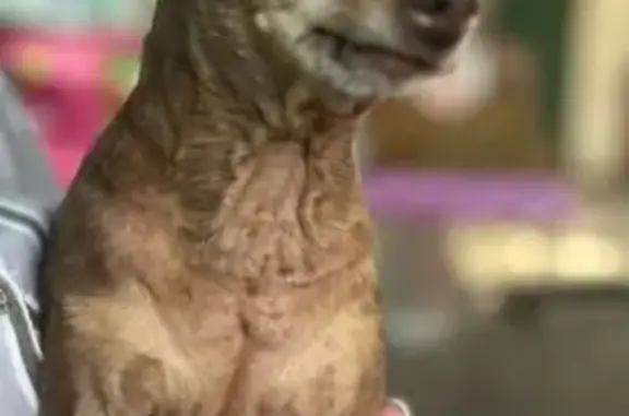 Пропала собака в хуторе Шефкоммуна