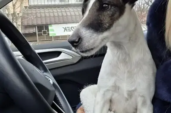 Найдена собака, Ростов-на-Дону, фото: Фокстерьер найден: бульвар Платова, Ростов