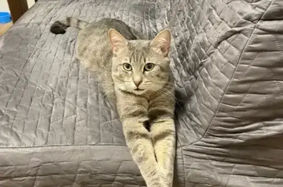 Пропала кошка, Шуваловский пр., 55 к2