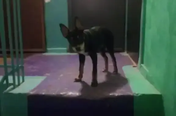 Найдена собака, Дзержинск, фото: Собака найдена у бульвара Мира, Дзержинск