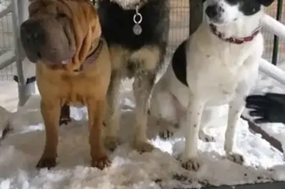 Пропала собака на ул. Клары Цеткин, 29с2