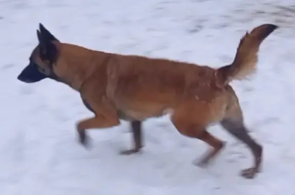 Собаки потеряшки, Ижевск, фото: Потеряшка собака, ул. Песочная, 6, Ижевск