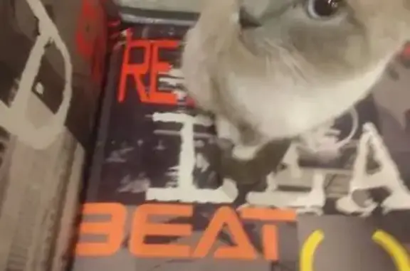 Объявления о пропавших и найденных животных, Саратов, фото: Кошка найдена: ул. Менякина, 4, Саратов