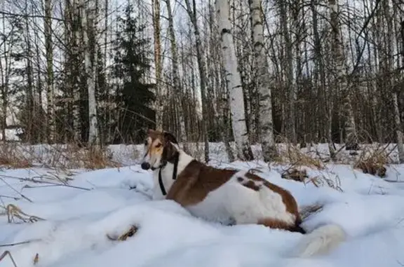 Пропала собака на Бежецкой улице