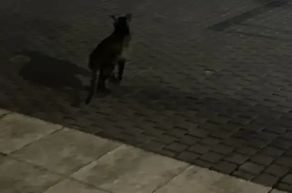 Найдена кошка, Санкт-Петербург, фото: Найдена кошка, Ждановская 45, СПб