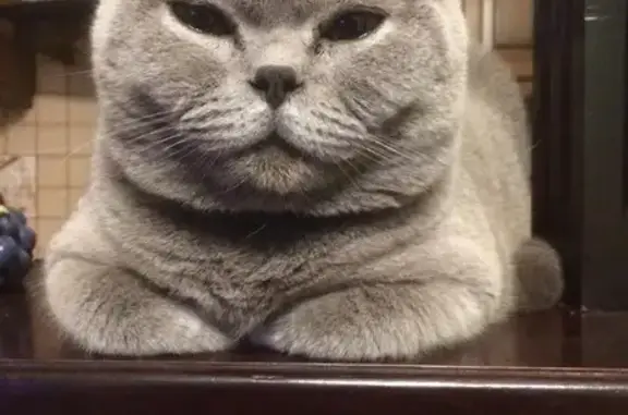 Пропала кошка, Яблоневая 31, Краснодар