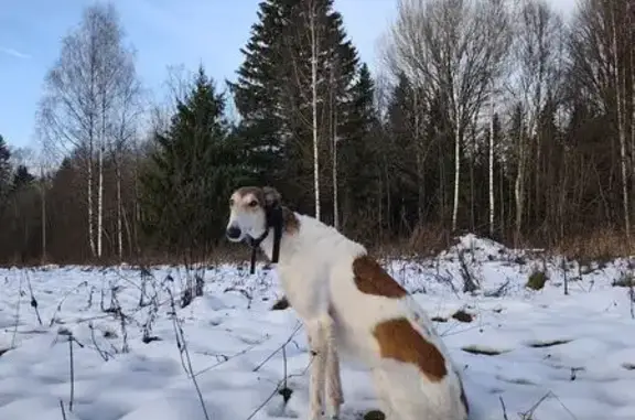 Пропала собака на Бежецкой улице, Моркины Горы