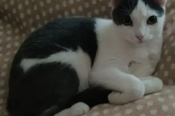 Пропала кошка, ул. Седова, 29А, Тула