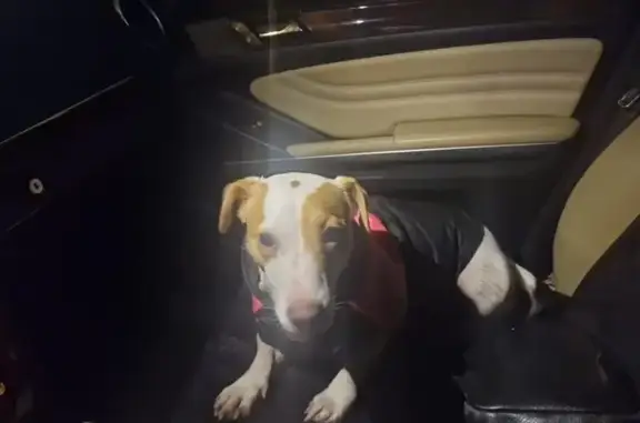 Найдена собака, Королёв, фото: Найдена собака: Школьная ул, 4, Королёв