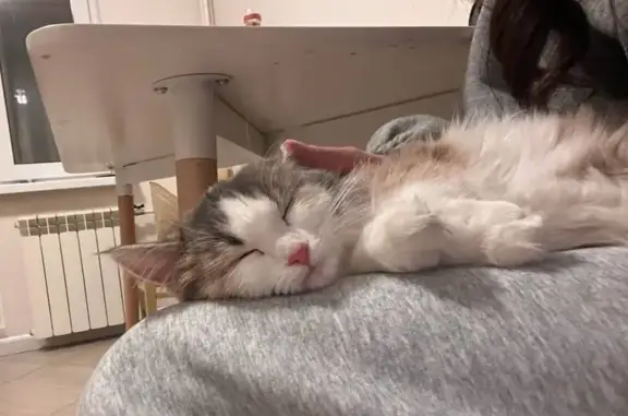 Пропала кошка, ул. Текстильщиков 41А