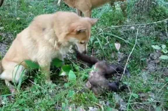 Пропала собака, Балтийская ул., Петрозаводск