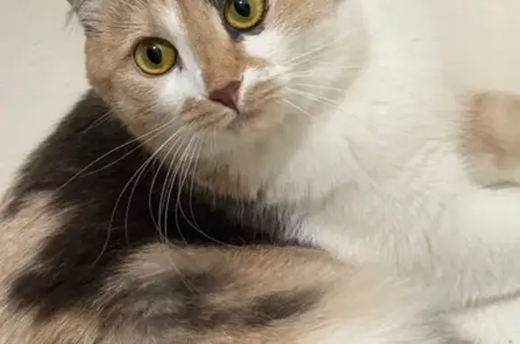 Пропала кошка, Бор