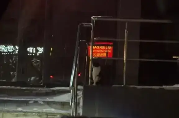 Найдена кошка, Иркутск, фото: Кошка найдена у Pinch, Советская 80, Иркутск