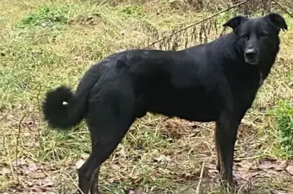 Пропала собака Блэк у заправки Альфа Нефть