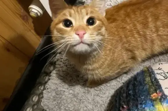Найдена кошка, Заболотье, фото: Кошка найдена, ул. Капитана Калинина