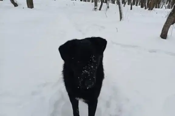 Объявления о пропавших и найденных животных, Екатеринбург, фото: Собака найдена на ул. Сулимова, Екатеринбург