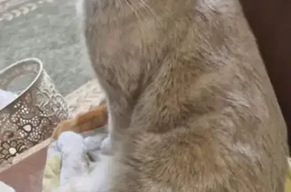 Пропала кошка, Красный спуск 36/77