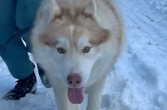 Собаки потеряшки, Каменки, фото: Потеряшка собака, Каменки, Нижегородская обл.