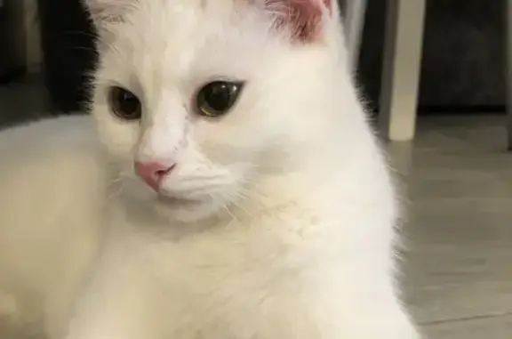 Найденные животные Геленджик, фото: Найдена белая кошка, пер. Восточный, 42