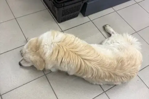 Объявления о пропавших и найденных животных, Пятигорск, фото: Собака найдена в Колхозном пер., Пятигорск