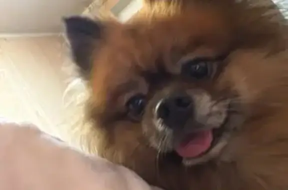 Пропала собака, Яхромская ул., Москва