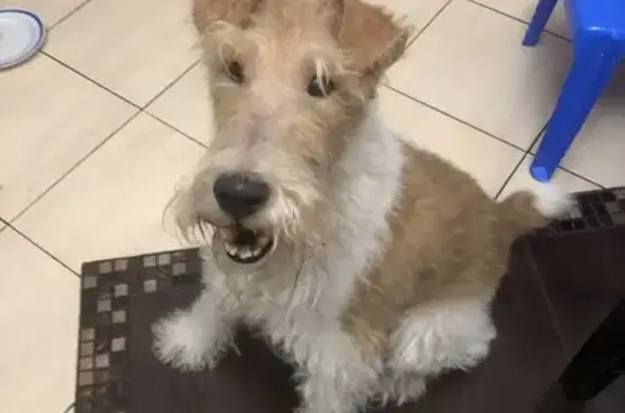 Объявления о пропавших и найденных животных, Пермь, фото: Найдена собака, ул. Юрша, 60, Пермь