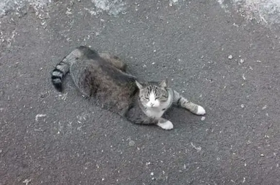 Пропала кошка, Юрга, Кемеровская обл.