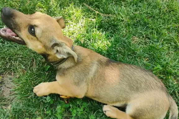 Пропала собака, Соколова 86/2, Краснодар