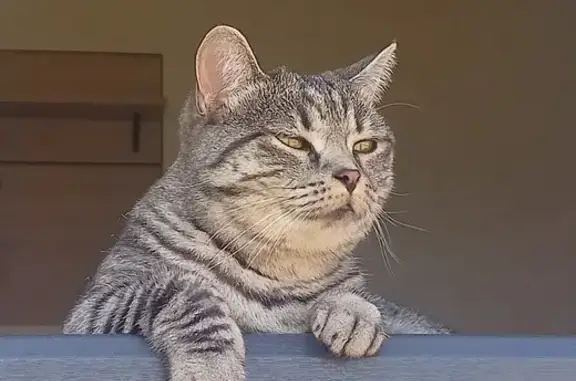 Пропала серая кошка, Новая ул., Николо-Берёзовка