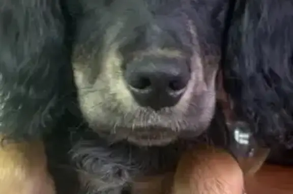 Пропала собака, ул. Полетаева, 59, Темрюк