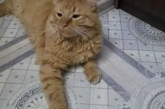 Пропала кошка в Архангельске!