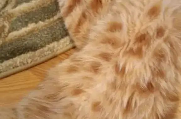 Пропала кошка, Изобильная ул., Раздольное