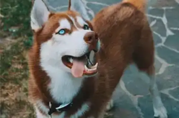 Пропал хаски, Волгоград, Бирюкова 11