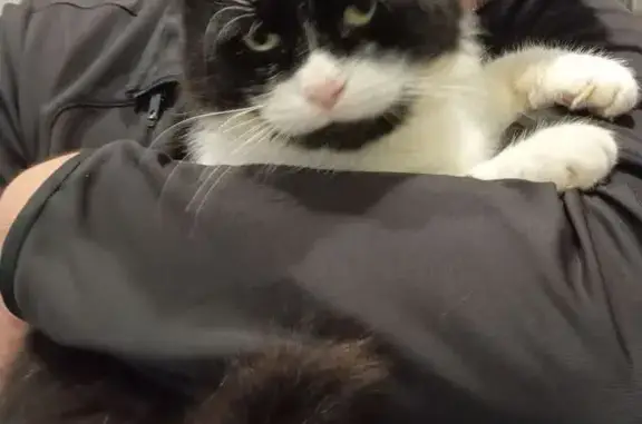 Пропала кошка в Гизель-Дере, Краснодарский край