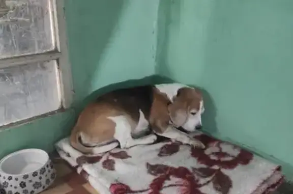 Найдена собака, Волгоград, фото: Бигль найден: ул. Качинцев, 124, Волгоград