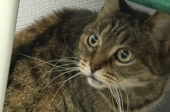 Найденные животные Санкт-Петербург, фото: Кошка найдена на 16-й линии В.О., 73/49 литА