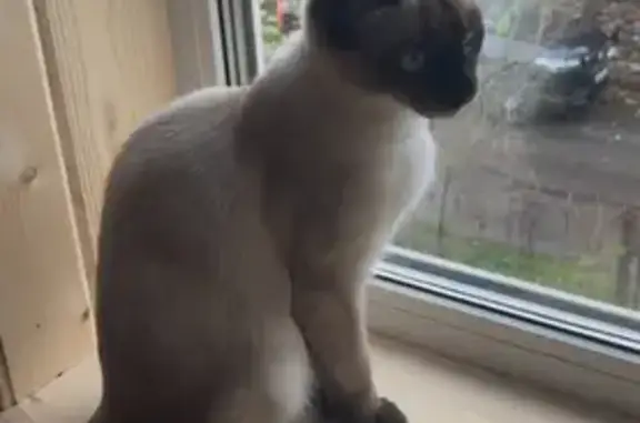 Пропал кот Джо, Степаньково, МО