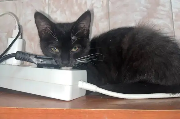 Пропала кошка Ася, Комсомольский 7, Птз