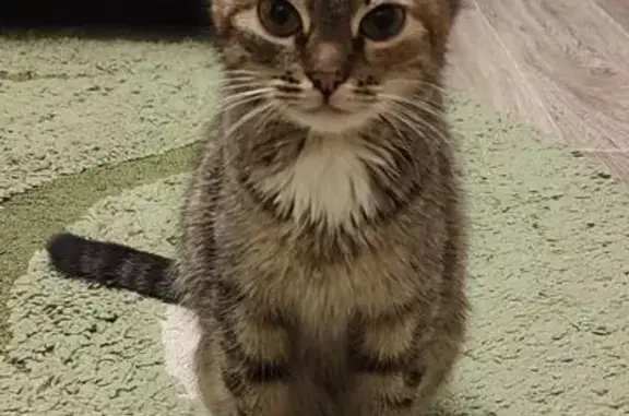 Кошка найдена: Советская ул., 190А к3