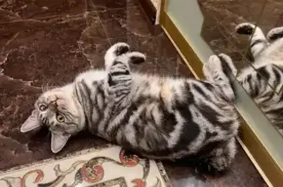 Кошки потеряшки, Безводное, фото: Потеряшка кошка в Безводном, Нижегородская обл.