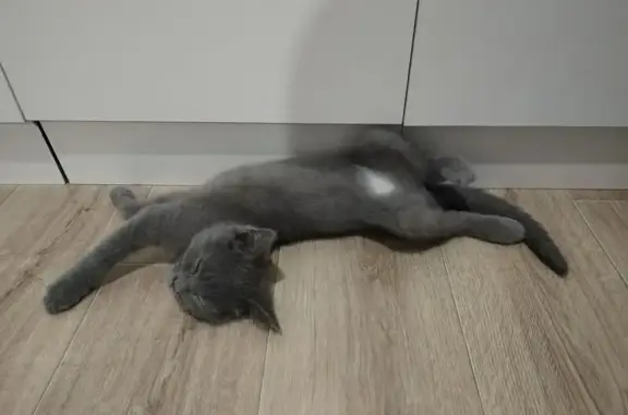 Пропала кошка, ул. Крапивницкого 39 к2