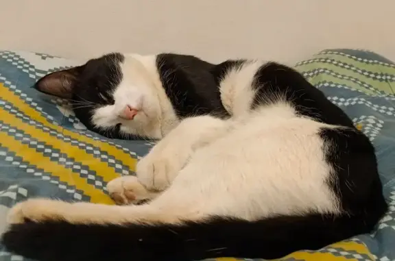 Найдена кошка, Видное, фото: Кошка найдена: ул. Вишневской, 12 к1, Видное