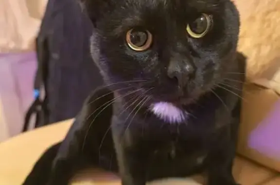 Объявления о пропавших и найденных животных, Григорово, фото: Кошка найдена в Григорово, МО