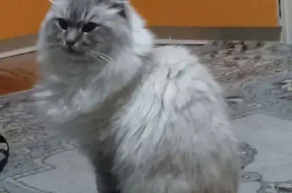 Пропала кошка на Лебяжье, Саха...