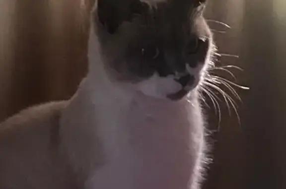 Пропал кот Локи, Дивноморская...