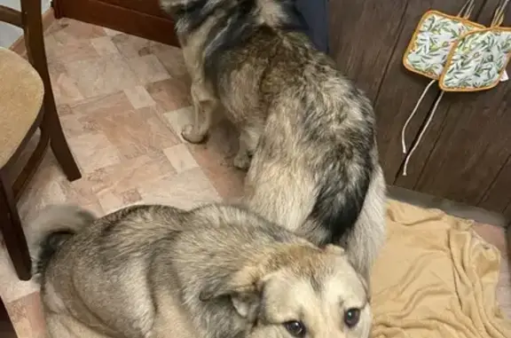 Найдена собака, Ижевск, фото: Собака найдена: ул. Ленина, 156, Ижевск