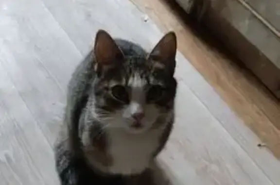 Пропала кошка, ул. Бурматова 1...